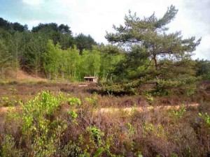 vakantiehuis-schoorl-okidoki-schoorlse-duinen                     