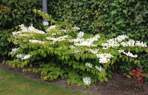 vlinderstruik in tuin Okidoki     